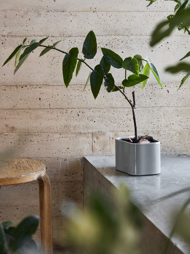 Artek Riihitie plant pot in grey