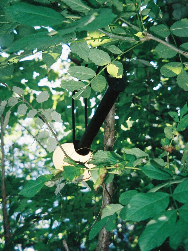 An image of a black Piton lamp hung on a tree branch.