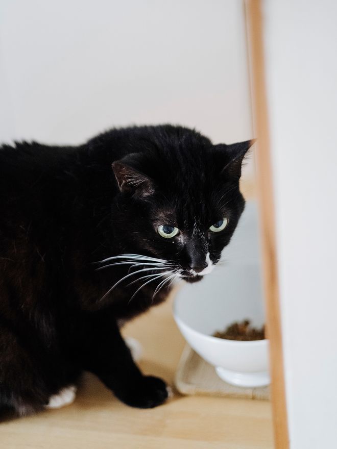 Black cat called Maitake
