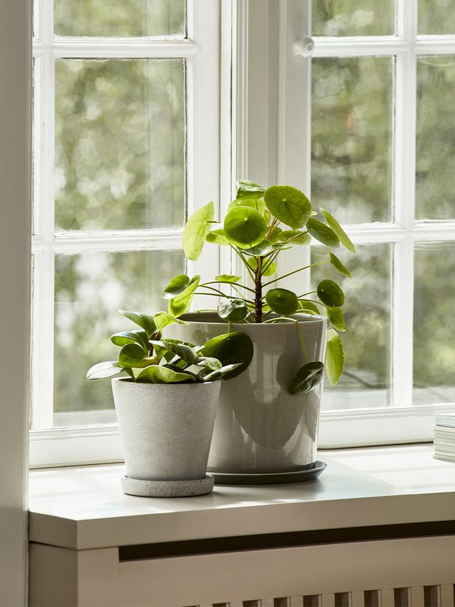 HAY Botanical Family pot and saucer, L, light grey