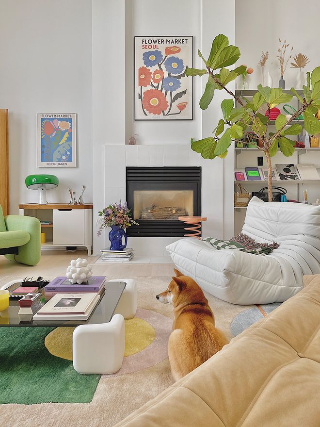 A Shiba Inu dog in a living room