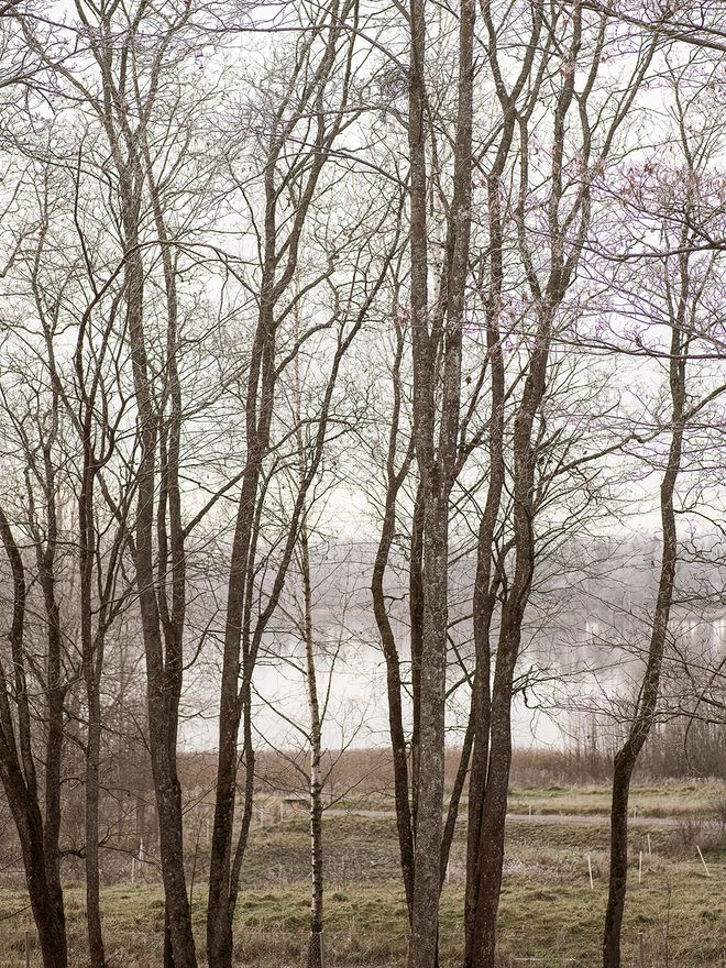 Trees and Lake Tuusula in the background