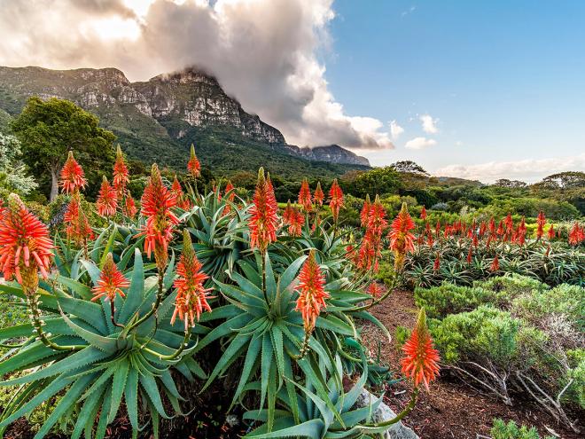Kirstenboch National Botanical Garden, Cape Town