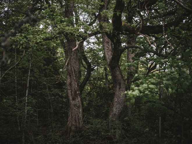 Finnish Design Shop forest protection