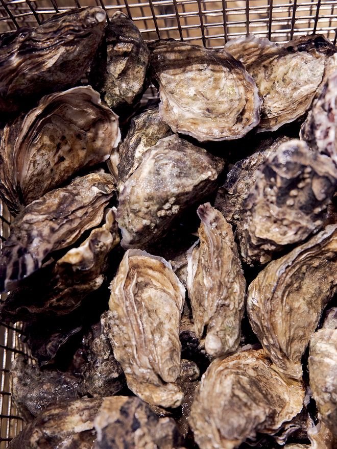 Oysters in Oslo