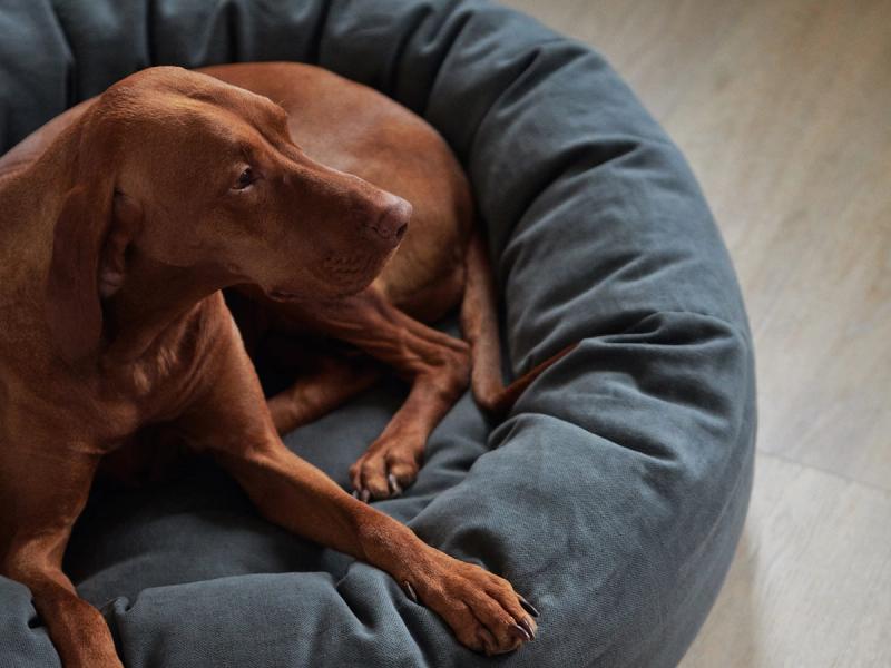 Designia myös koirille – katso 8 sisustusta täydentävää tuotetta