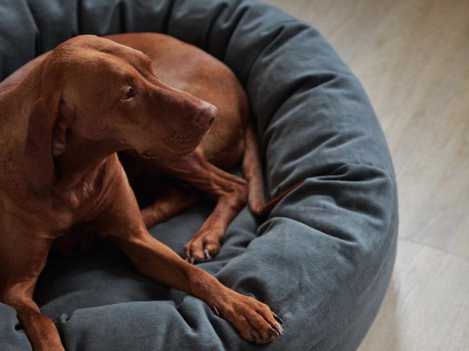 Matri dog bed