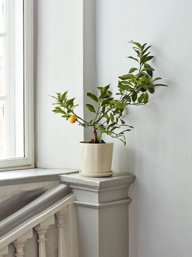 Hay Botanical Family pot