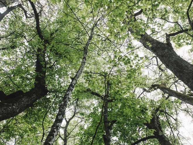 Finnish Design Shop forest protection