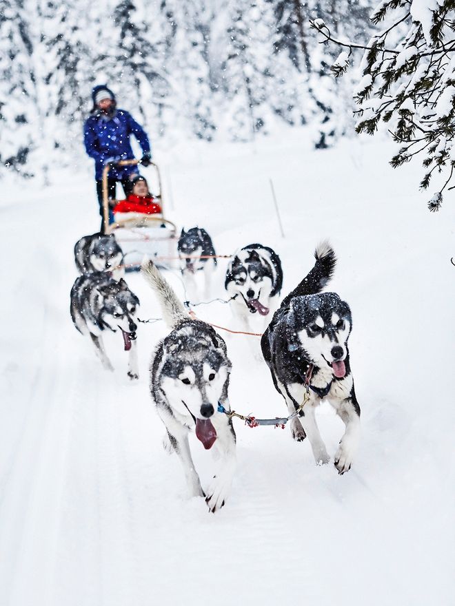 Dog sled in Ruka, Lapland