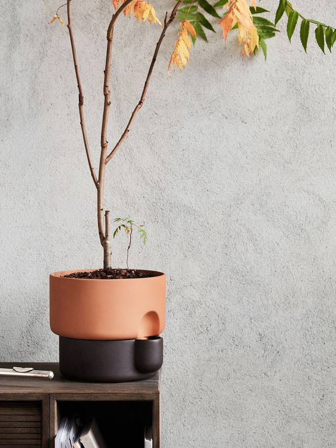 Northern Oasis planter