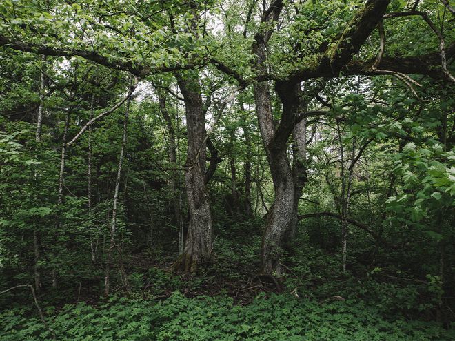 Finnish Design Shop forest protection