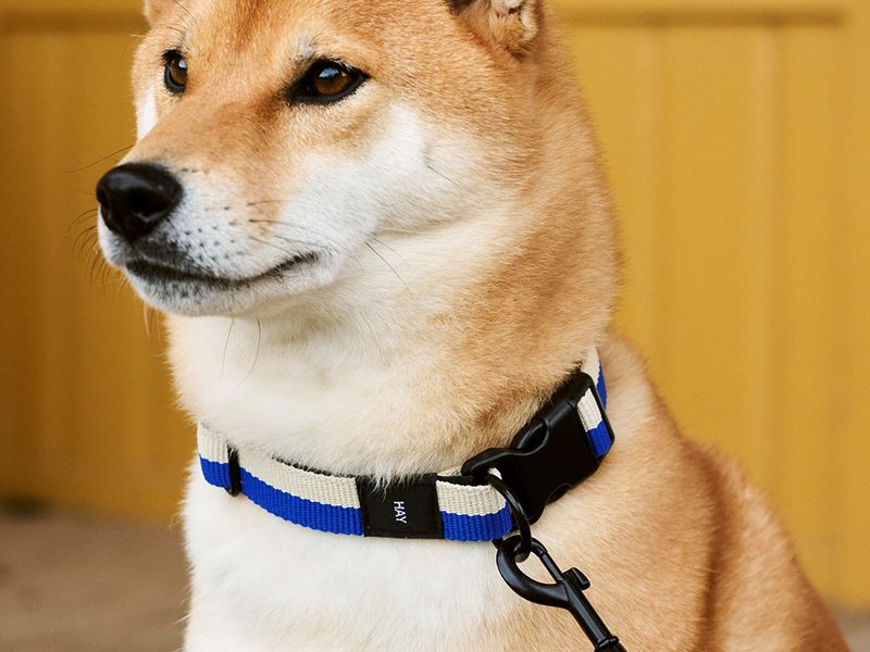 Täältä tulee HAY Dogs! Suositun tanskalaisbrändin uutuusmallisto hurmaa koirat ja heidän omistajansa