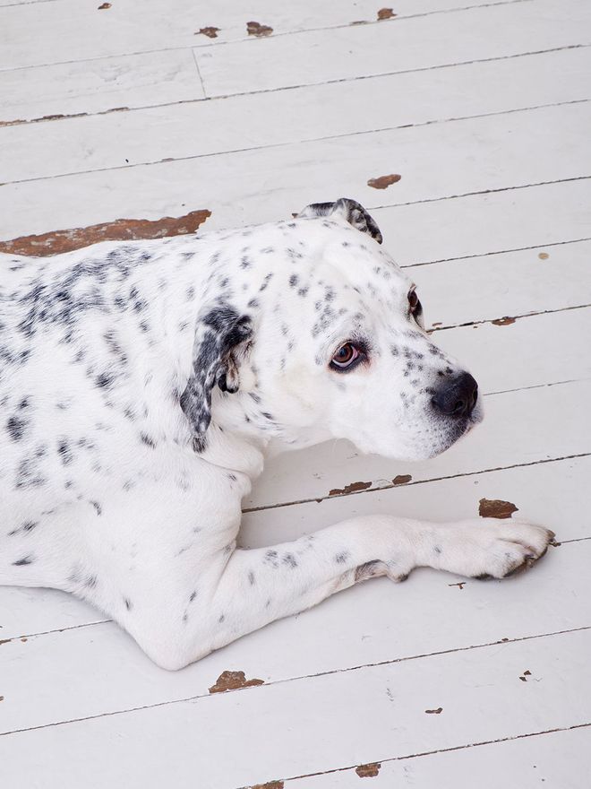 Jim the dog