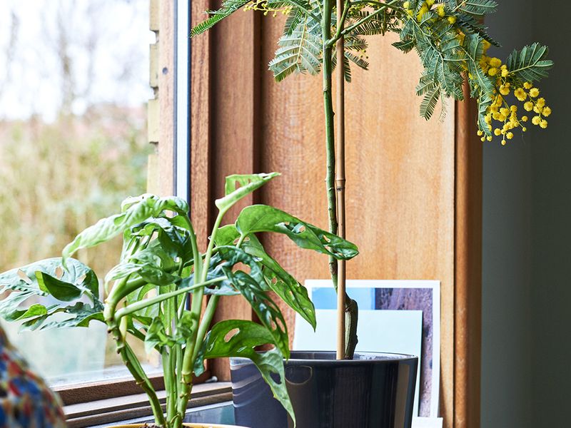 Fill your home with houseplants and make them flourish