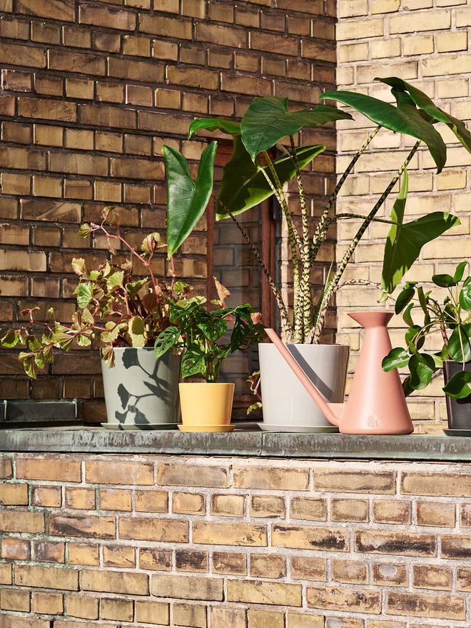 Hay's Botanical Family pots grouped together outside.