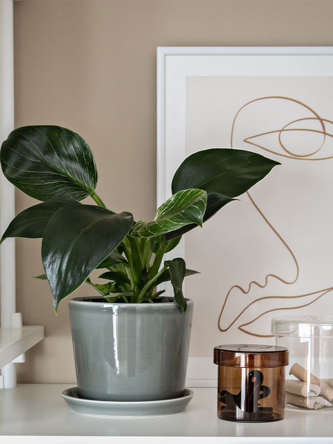 HAY Botanical Family pot and saucer