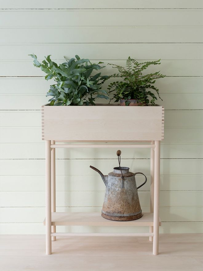 Refreshing plant power – We listed our 8 favorites for indoor gardening