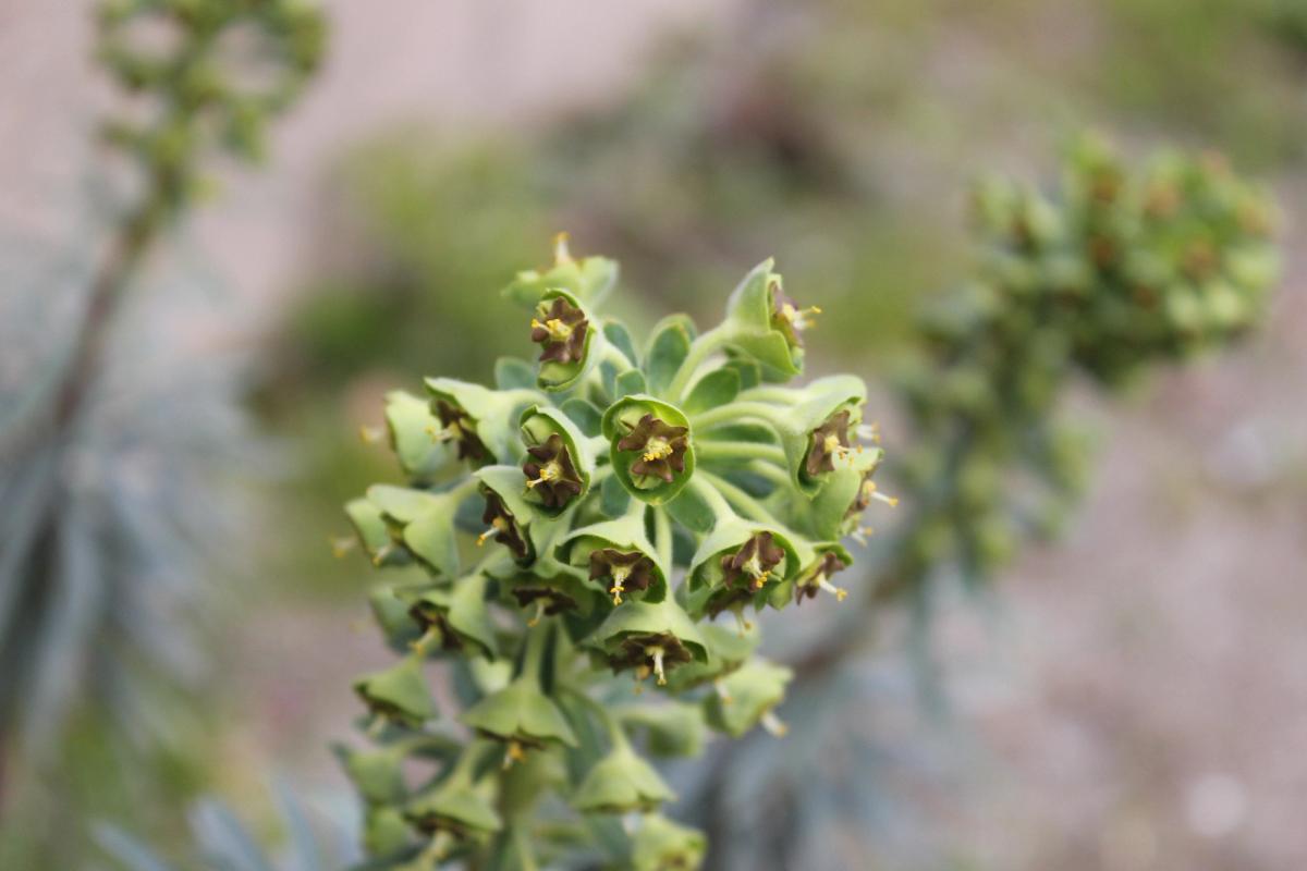 Nature 03