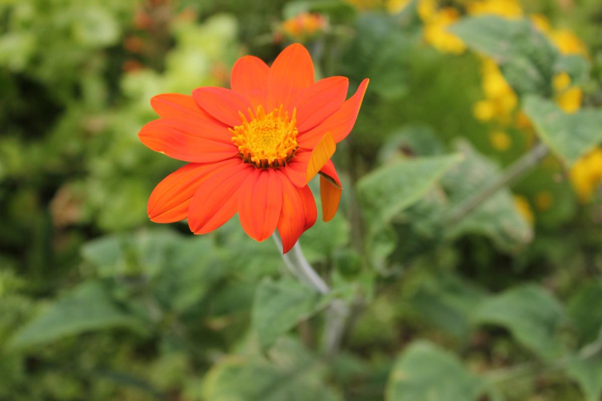 Nature 02