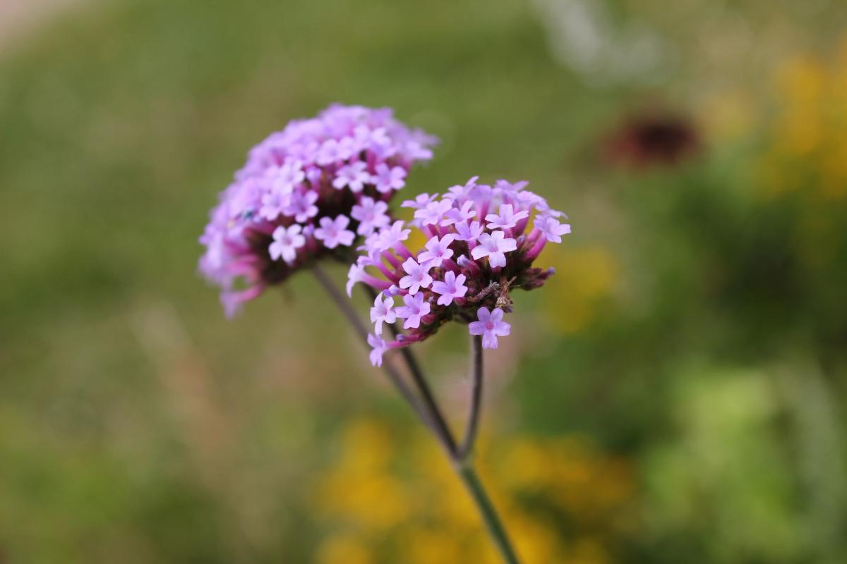 Nature 07