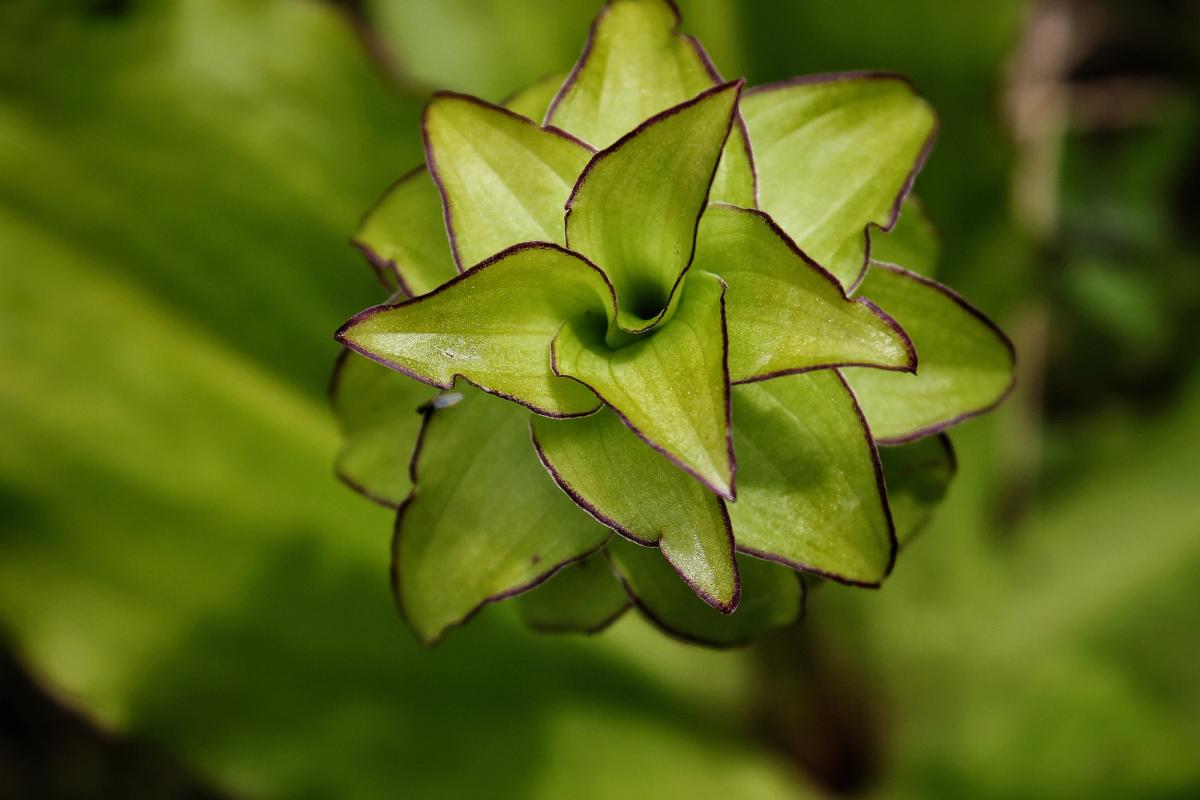 Nature 01