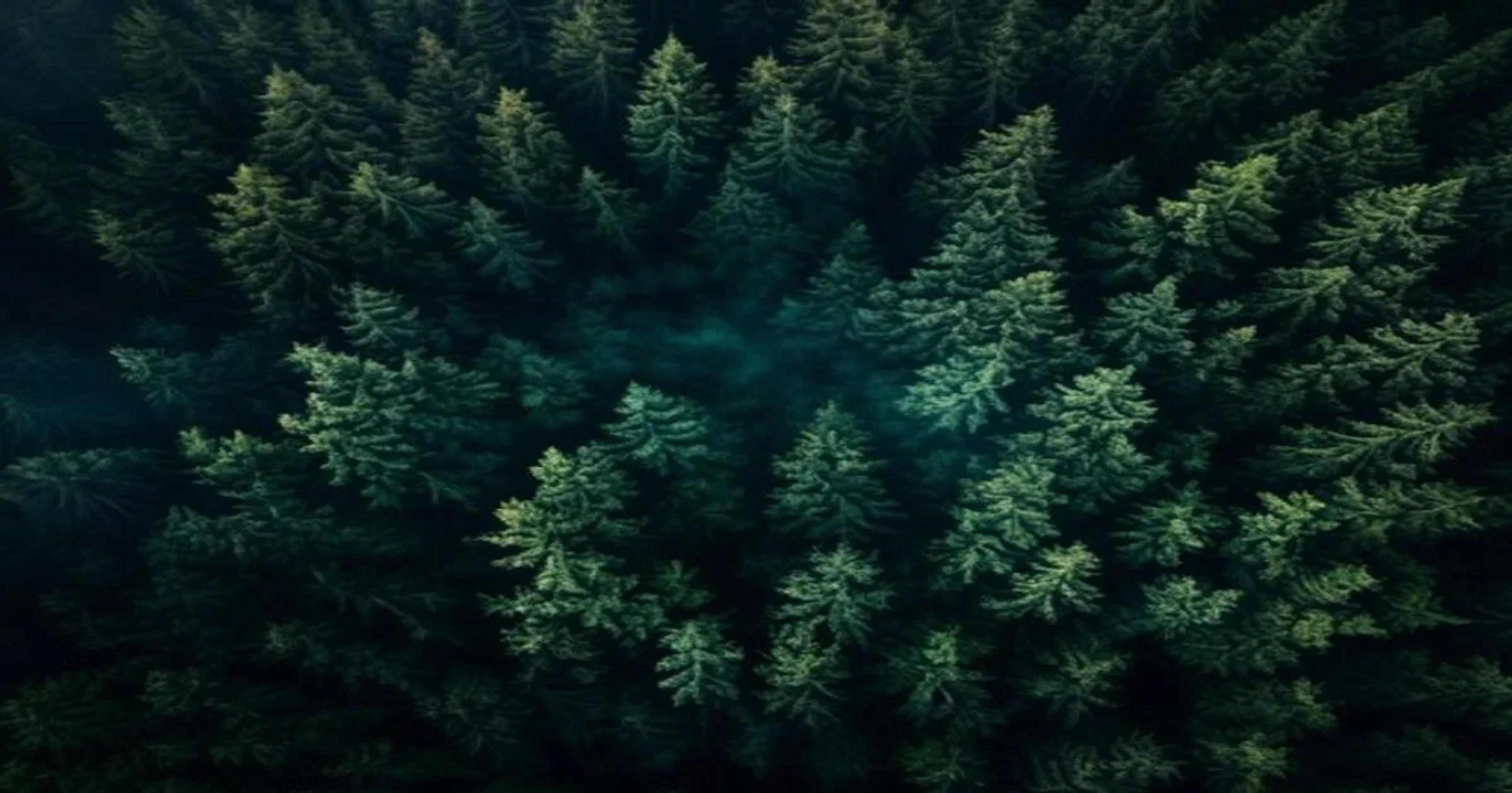 Aerial view of a forest being monitored by digital AI sensors for wildfire prevention.
