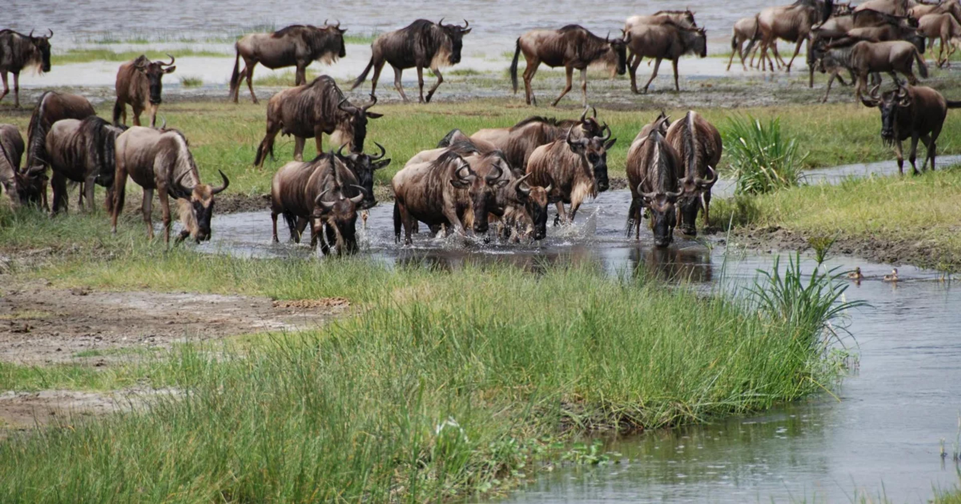 Digital visualization of wildlife migration patterns overlaid on a satellite map of the Serengeti.