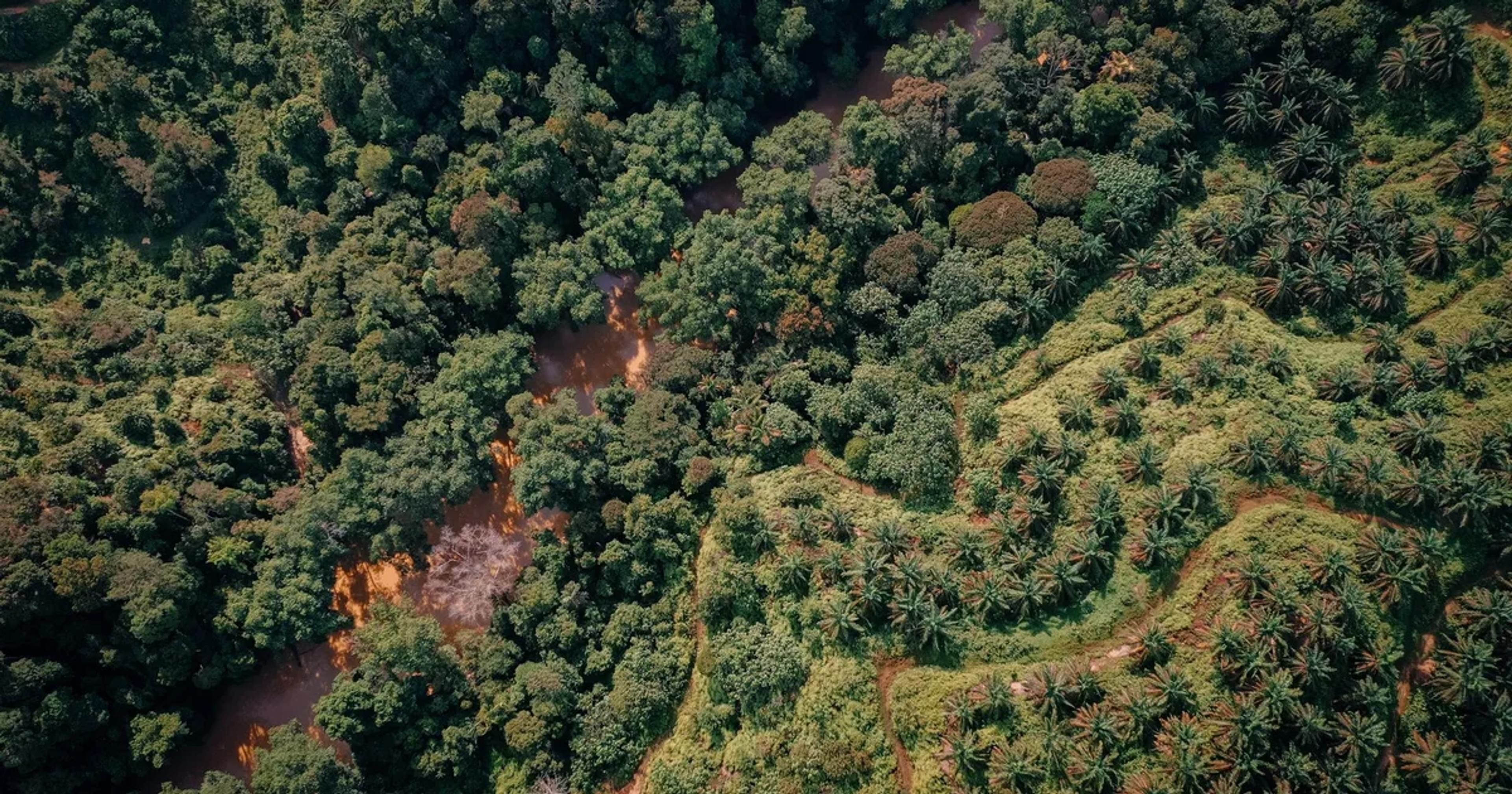 Aerial view of a jungle landscape undergoing digital terrain mapping for archaeological research.