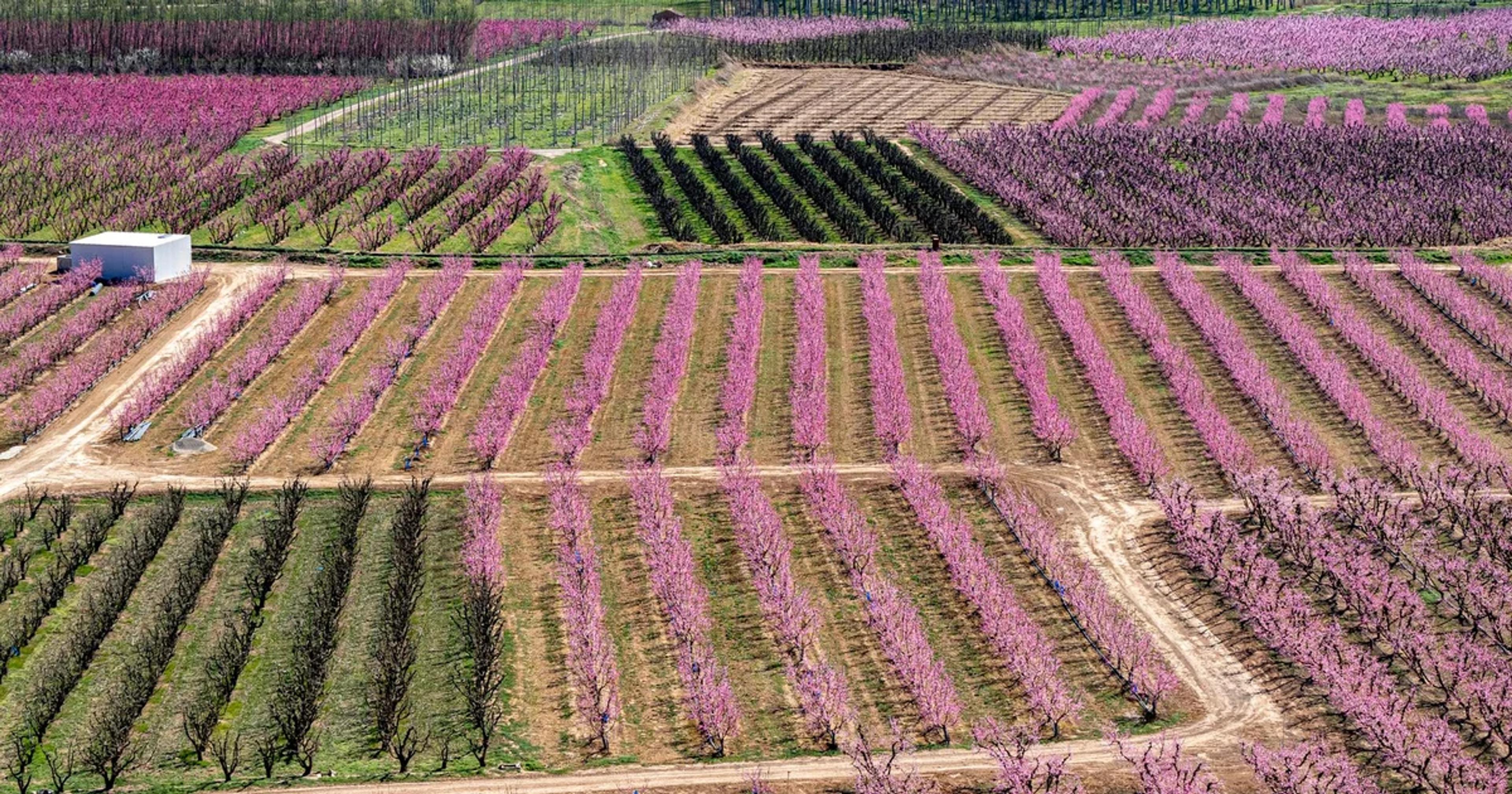 A high-tech robotic sensor monitoring bee pollination patterns in a vibrant blooming fruit orchard.