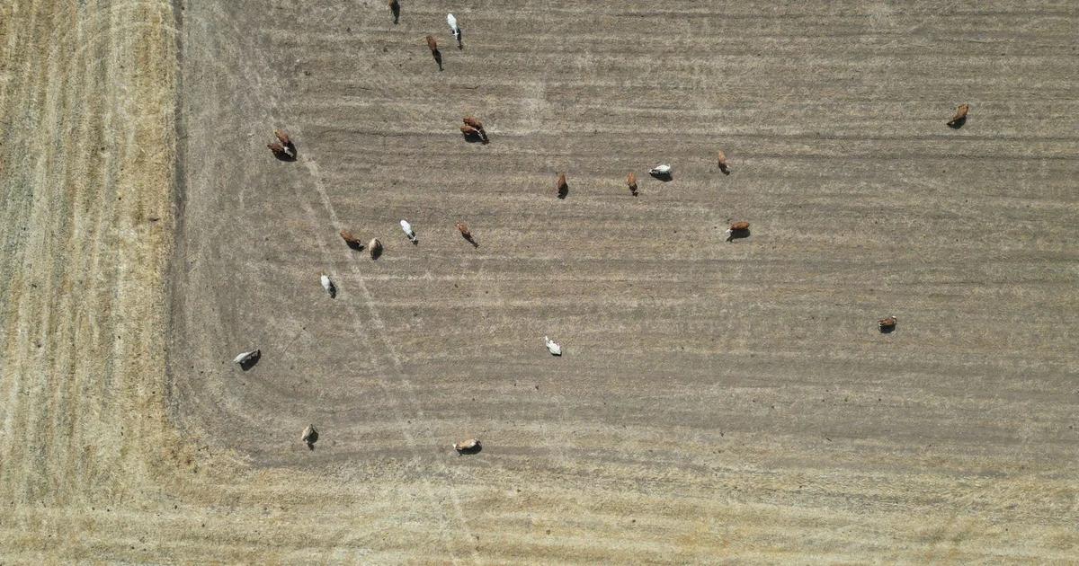 Digital visualization of wildlife migration patterns mapped by artificial intelligence over a vast African savanna landscape.
