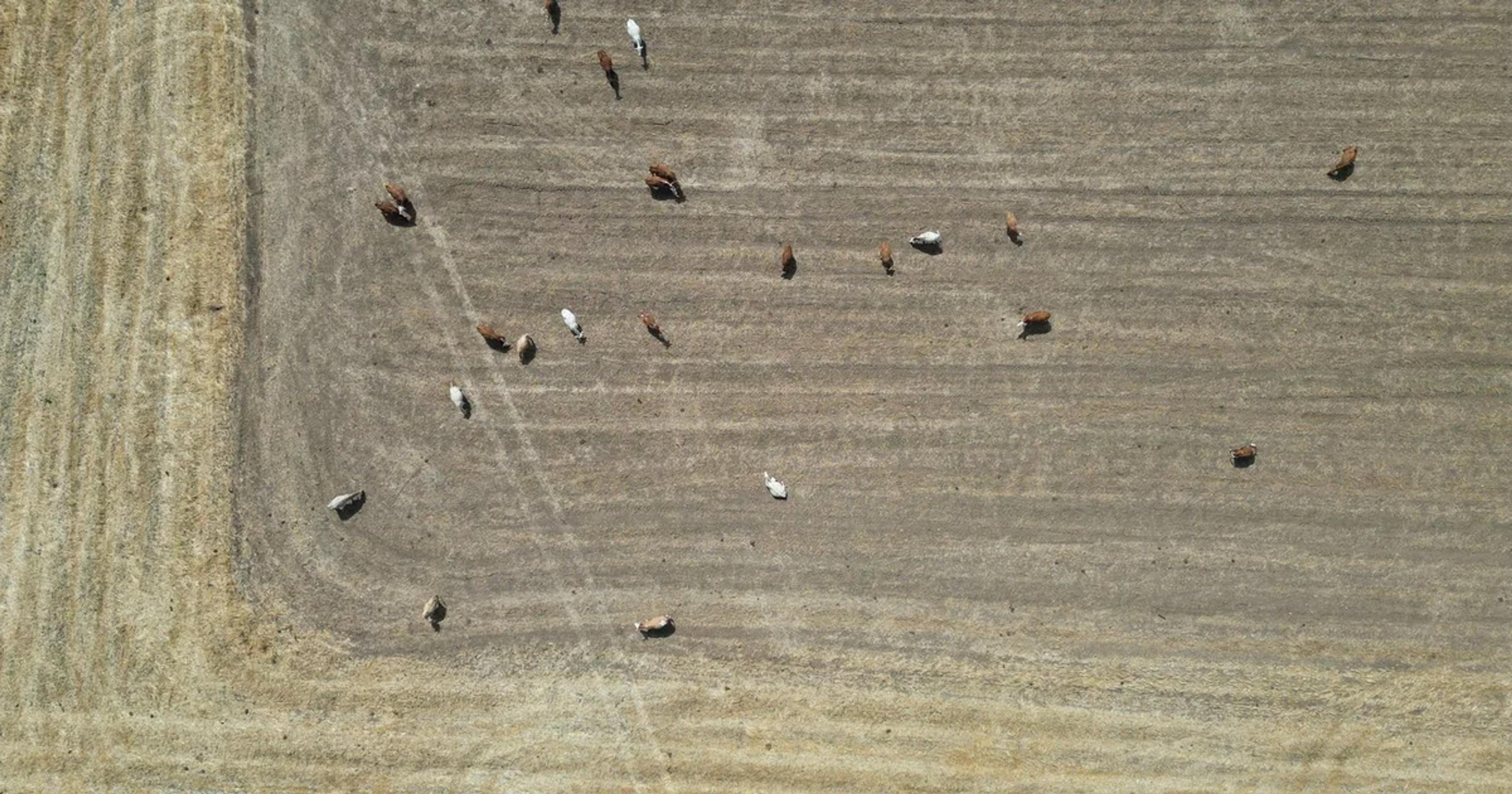 Digital visualization of wildlife migration patterns mapped by artificial intelligence over a vast African savanna landscape.