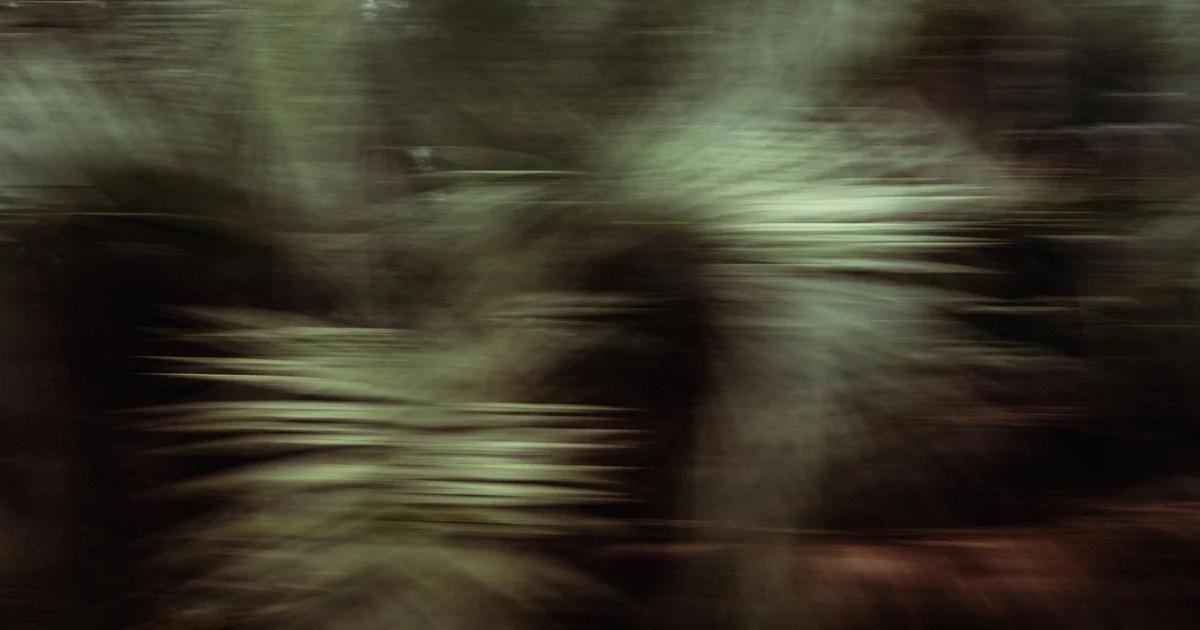 A glowing digital representation of forest soundwaves used for ecological monitoring.