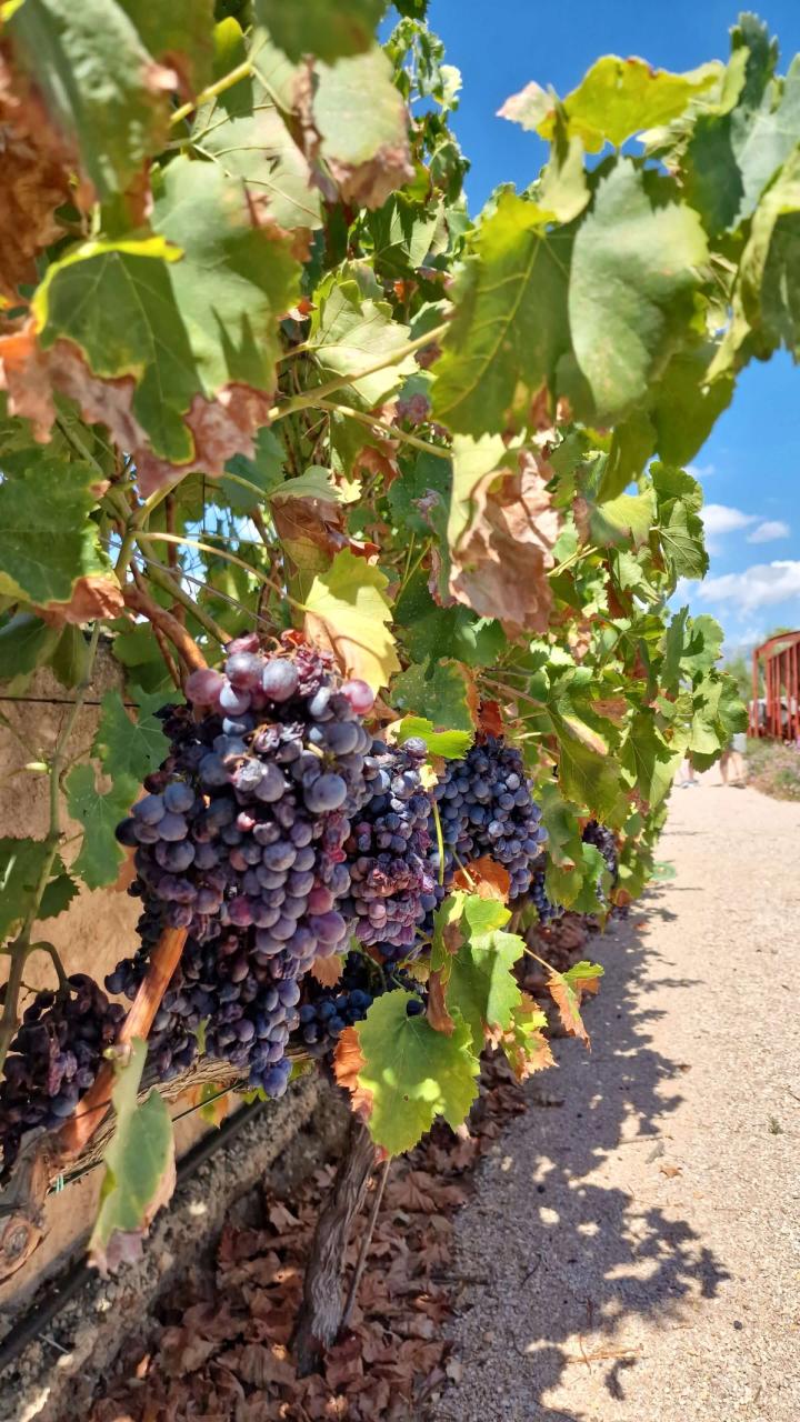 Bodega Ramanyà