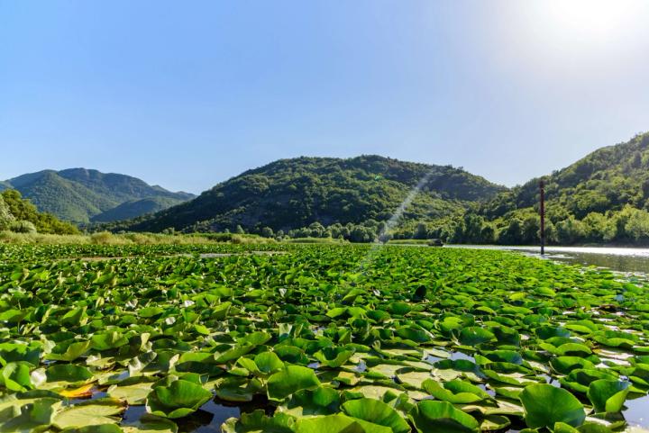 Skadar Lake