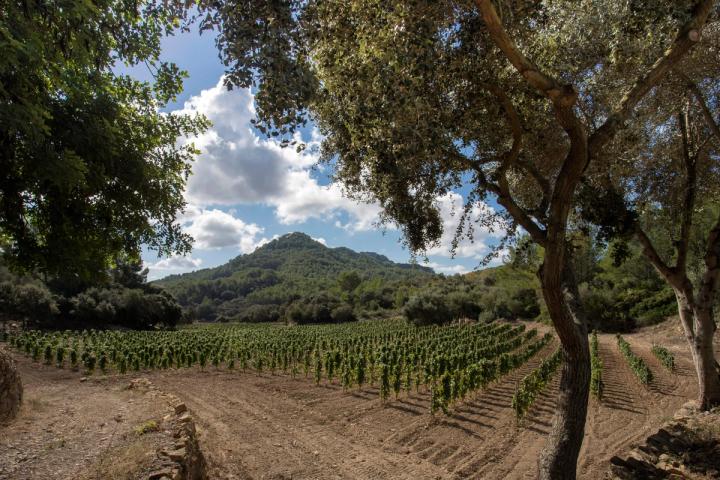 Bodega Santa Catarina