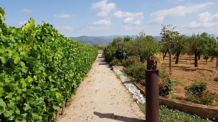 Bodega Ramanyà