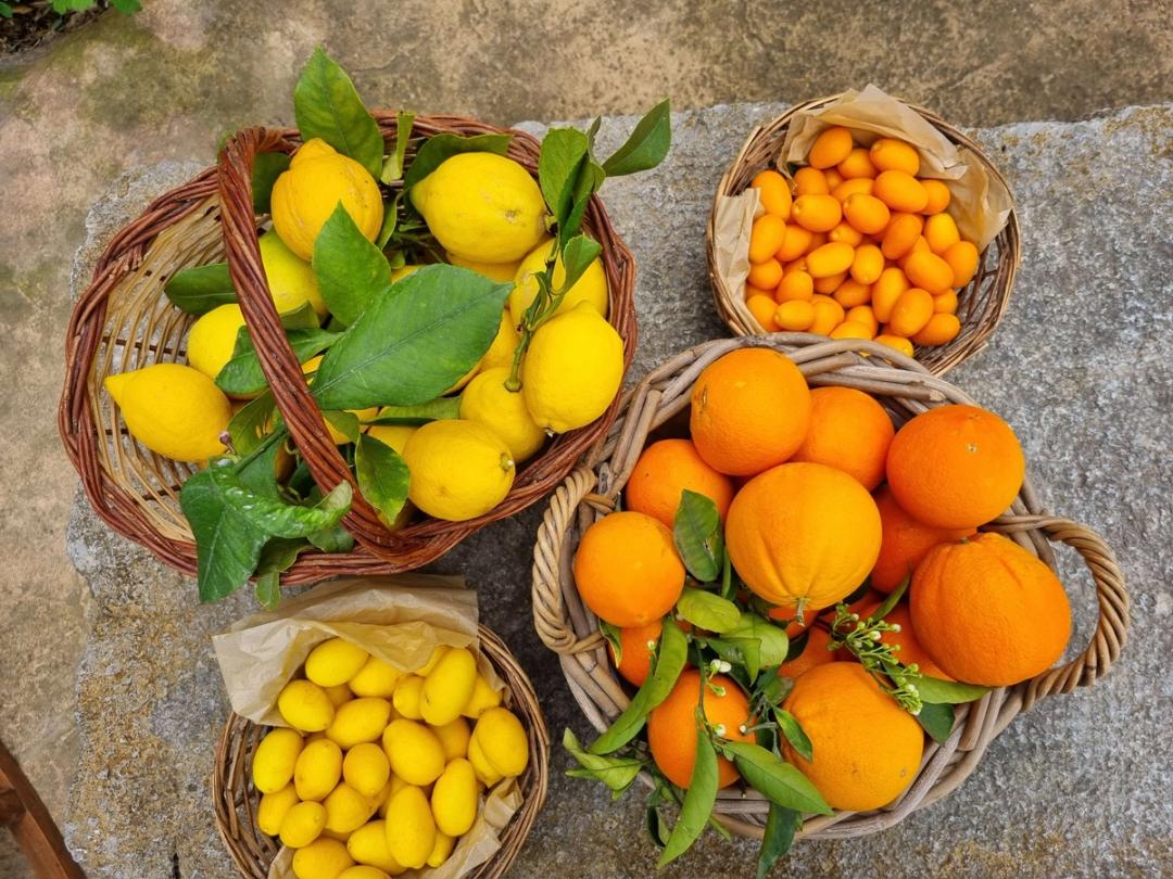 Visit a citrus farm