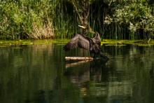 Spot rare birdlife in their natural habitat