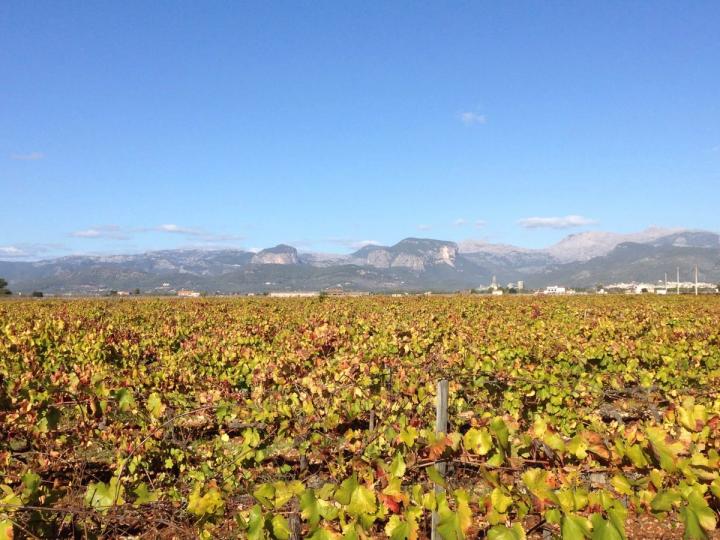 Bodega Antonio Nadal