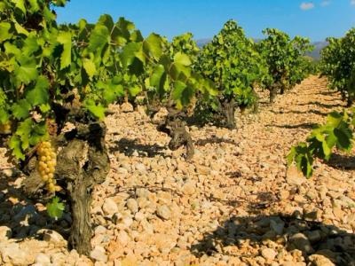 The Wine Route - Binissalem DO region