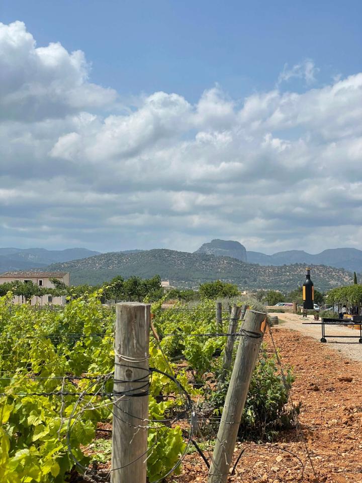 Bodegas José Luis Ferrer