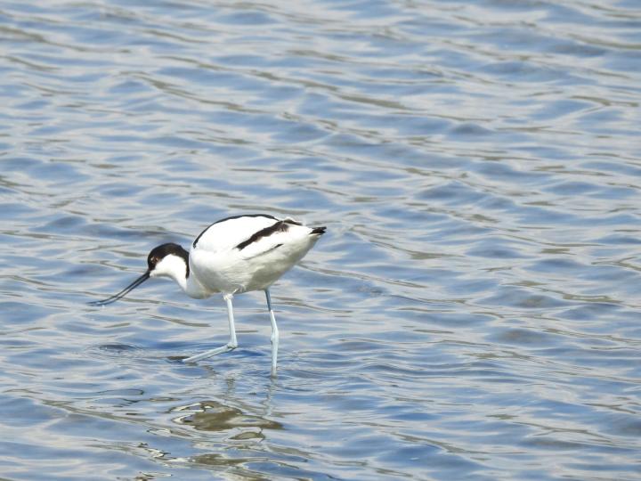 Parc Natural de s'Albufera