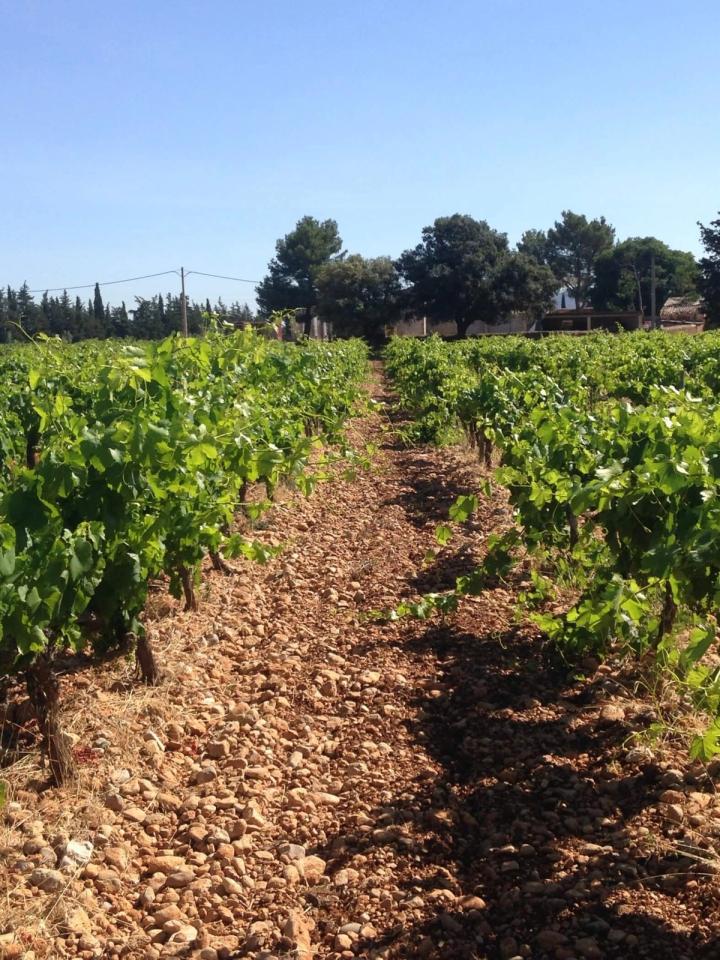 Bodega Antonio Nadal