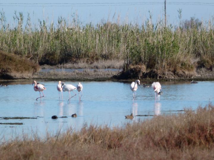 Parc Natural de s'Albufera