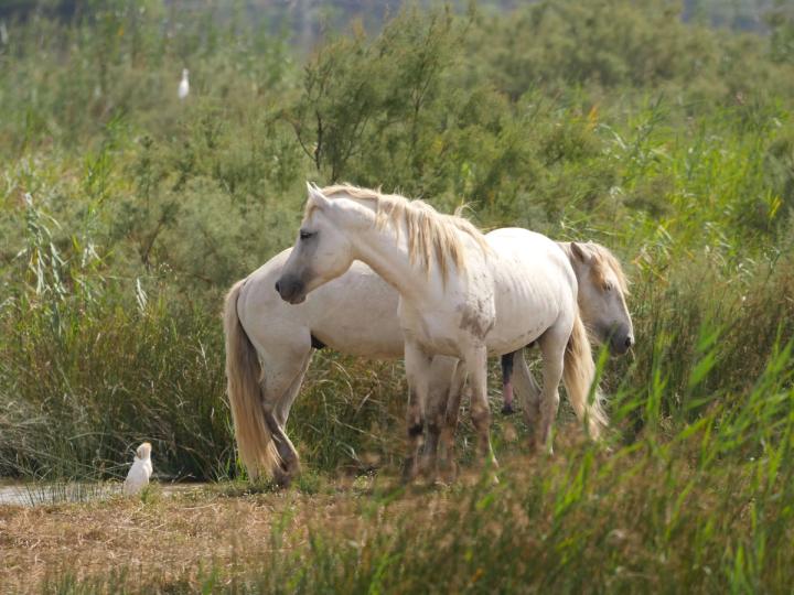 Parc Natural de s'Albufera