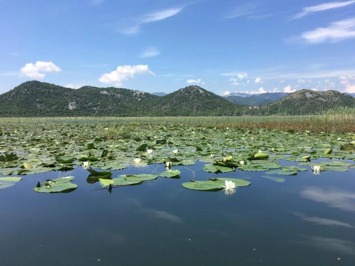 Skadar Lake