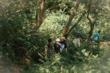 Walk through lush vegetation