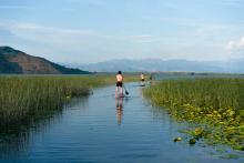 Paddleboard through Lake Skadar’s calm wetlands