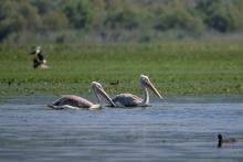 Spot rare and resident bird species at close range